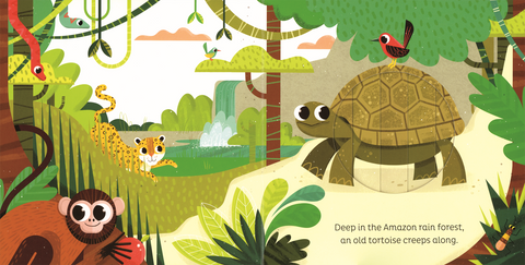Animal Magic: In the Jungle Book - EDC Publishing