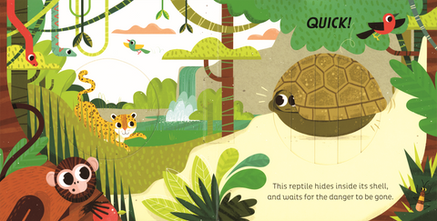 Animal Magic: In the Jungle Book - EDC Publishing